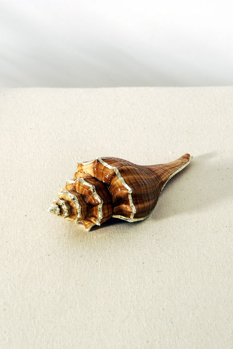 Dekomuschel CONCHIGLIA